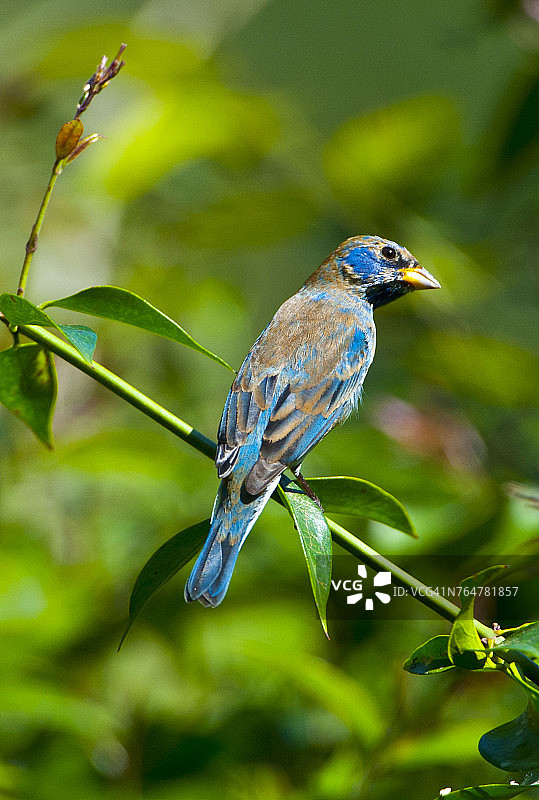 佛罗里达州伊莫卡利，靛蓝彩雀，栖息在灌木上图片素材