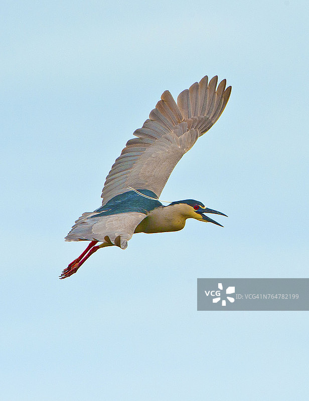佛罗里达州威尼斯奥杜邦鸟类保护区，苍鹭飞翔图片素材