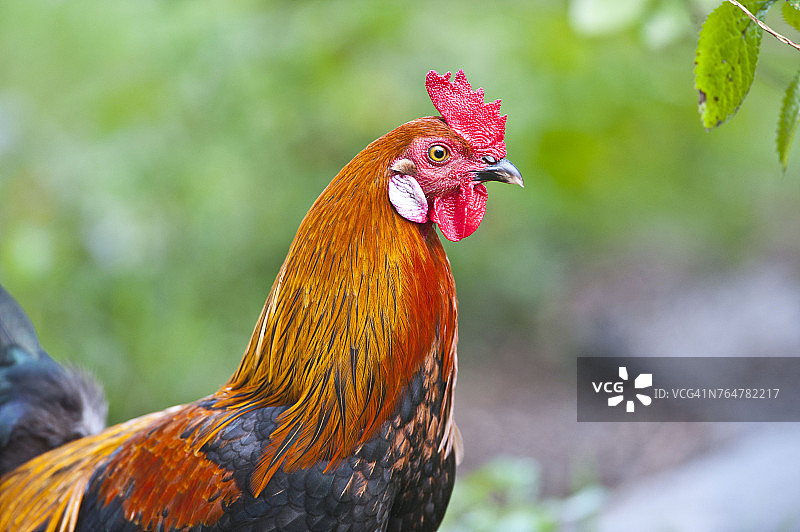 佛罗里达伊莫卡利，黑铜马朗家鸡图片素材