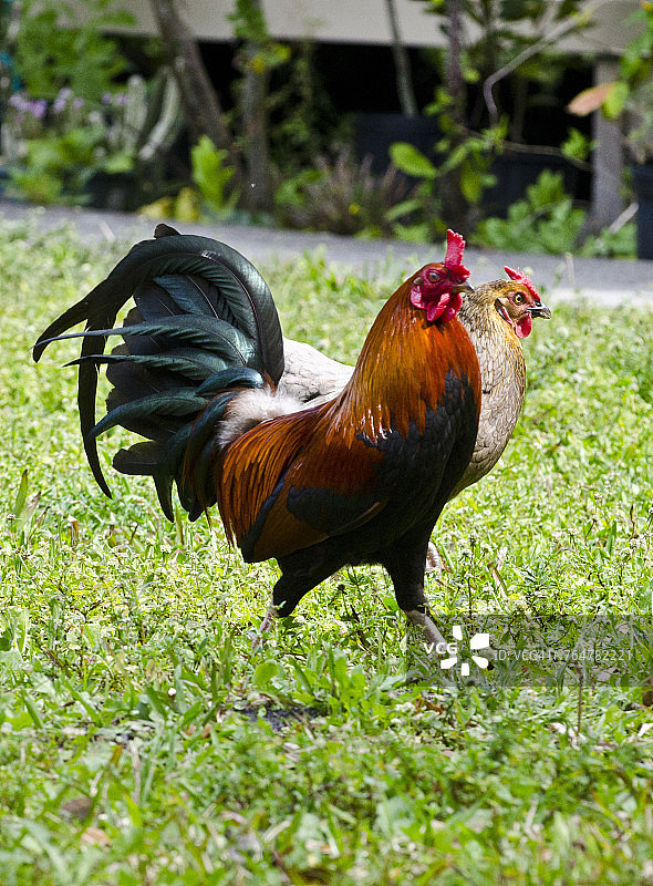 佛罗里达伊莫卡利，黑铜马朗家鸡图片素材