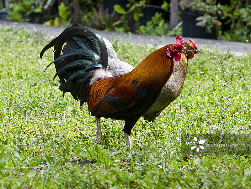 佛罗里达伊莫卡利，黑铜马朗家鸡图片素材
