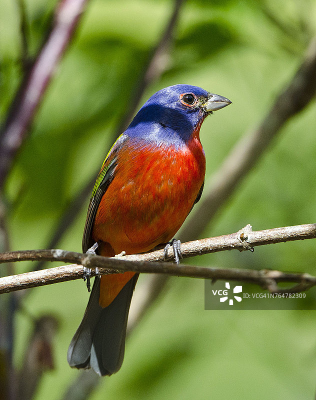 佛罗里达州伊莫卡利彩鹀图片素材