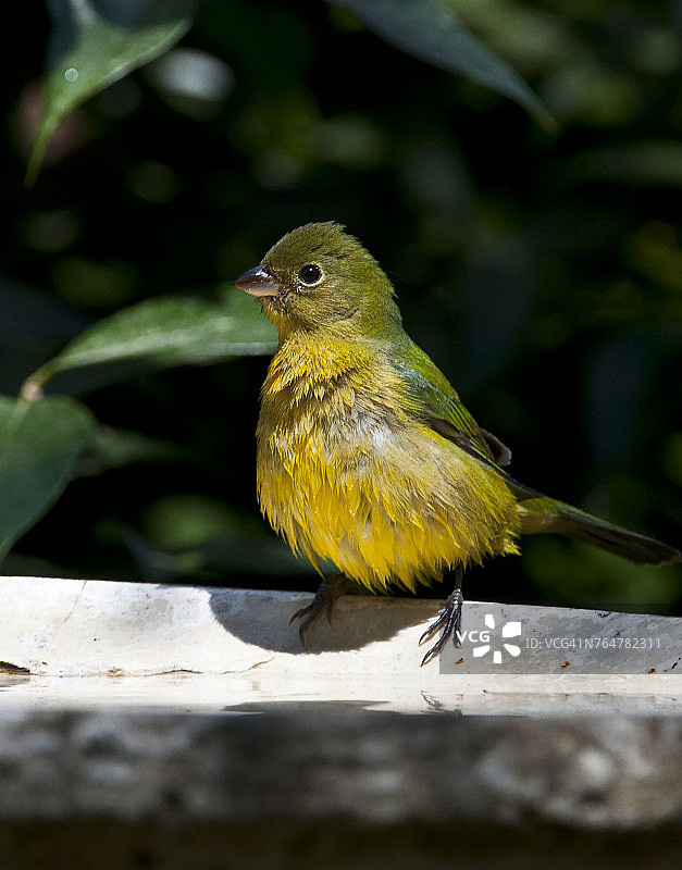 佛罗里达州伊莫卡利彩鹀在鸟浴盆中图片素材