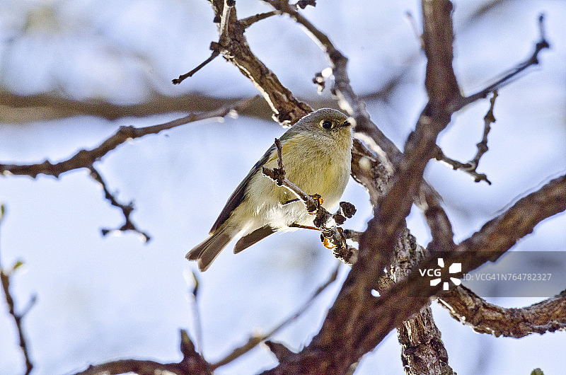 明尼苏达门多塔高地红顶鹪鹩图片素材