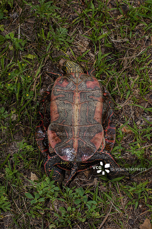 展示腹甲的西部彩龟图片素材