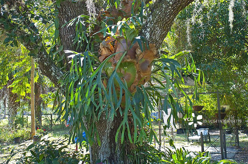 佛罗里达州伊莫卡利鹿角蕨图片素材