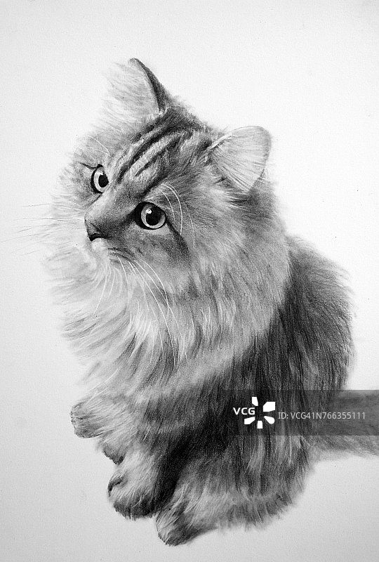 猫铅笔画图片素材