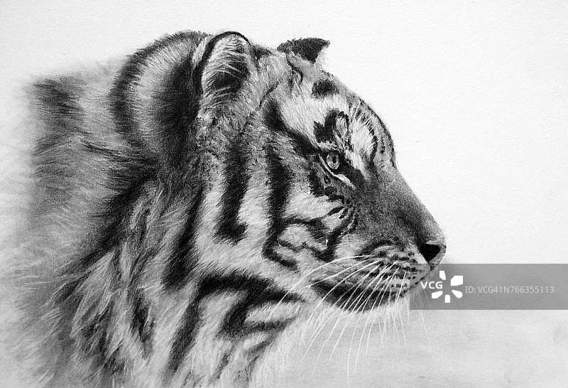 老虎铅笔画图片素材