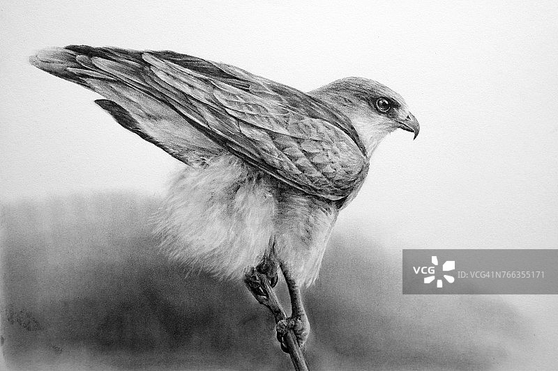 老鹰铅笔画图片素材