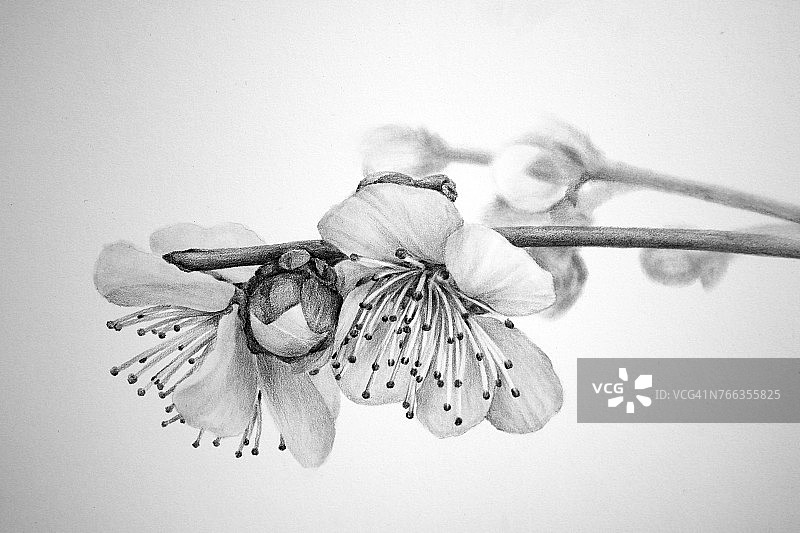梅花铅笔画图片素材