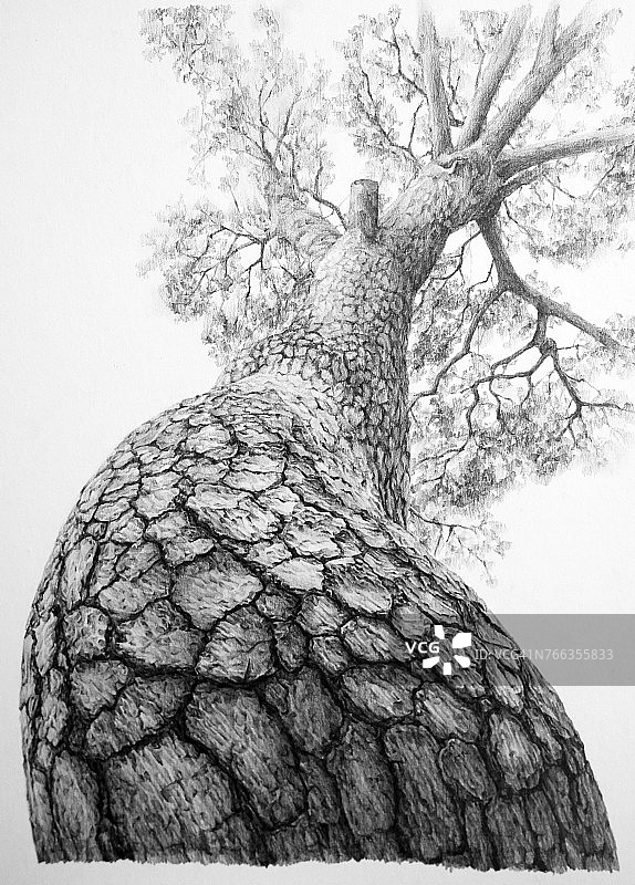 松树铅笔画图片素材