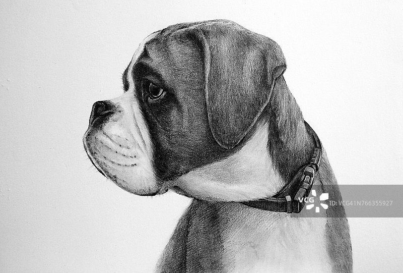 幼犬铅笔画图片素材