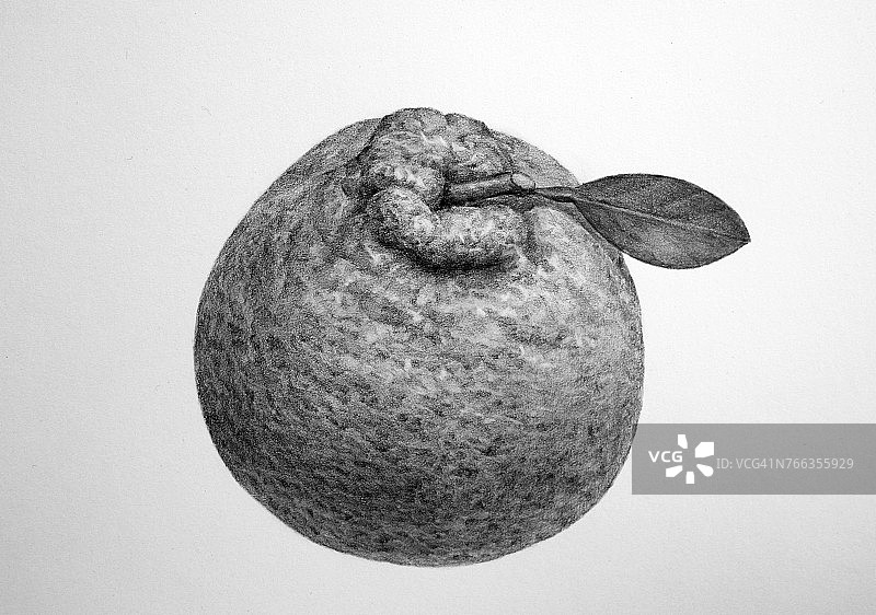 汉巴隆（韩国橘子）铅笔画图片素材