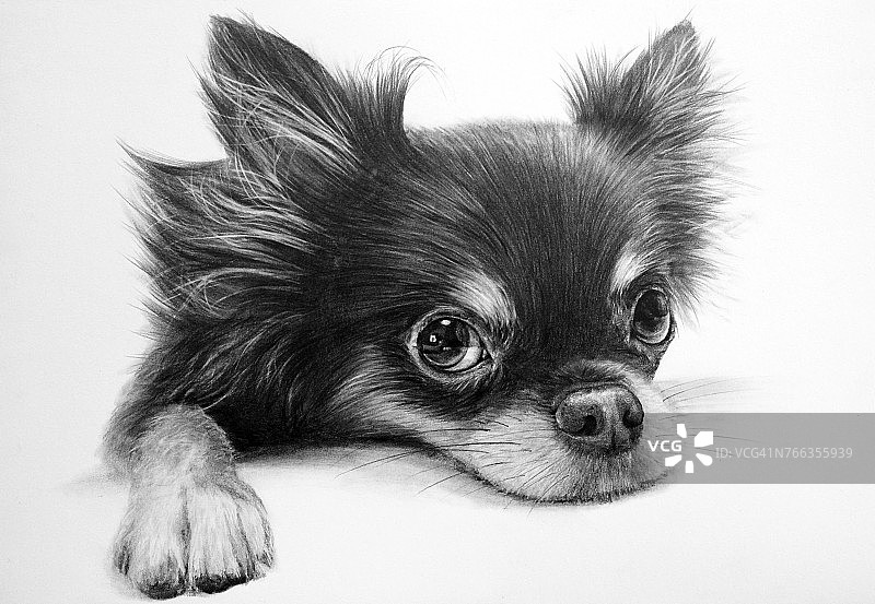 吉娃娃铅笔画图片素材