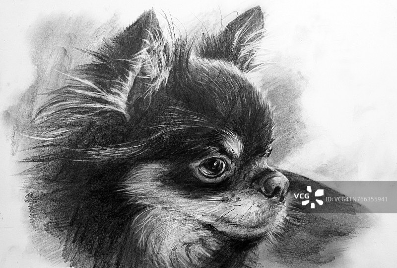 吉娃娃铅笔画图片素材