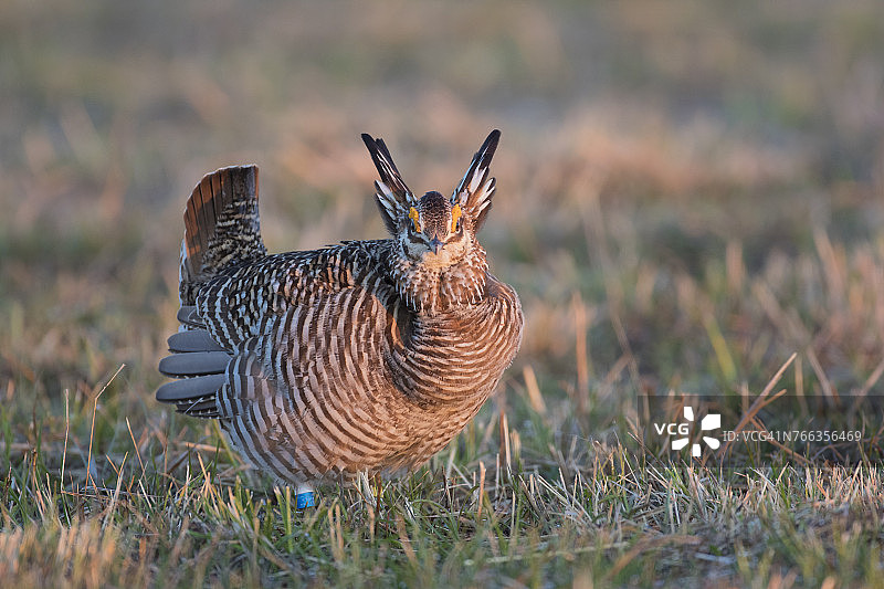 小鸡草原雷鸟，美国伊利诺伊州马里昂县草原岭州立自然保护区图片素材