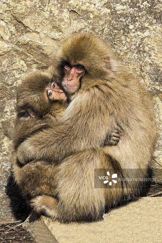 日本猕猴（Macaca fuscata）拥抱幼崽，地狱谷猴园，山之内町，日本图片素材