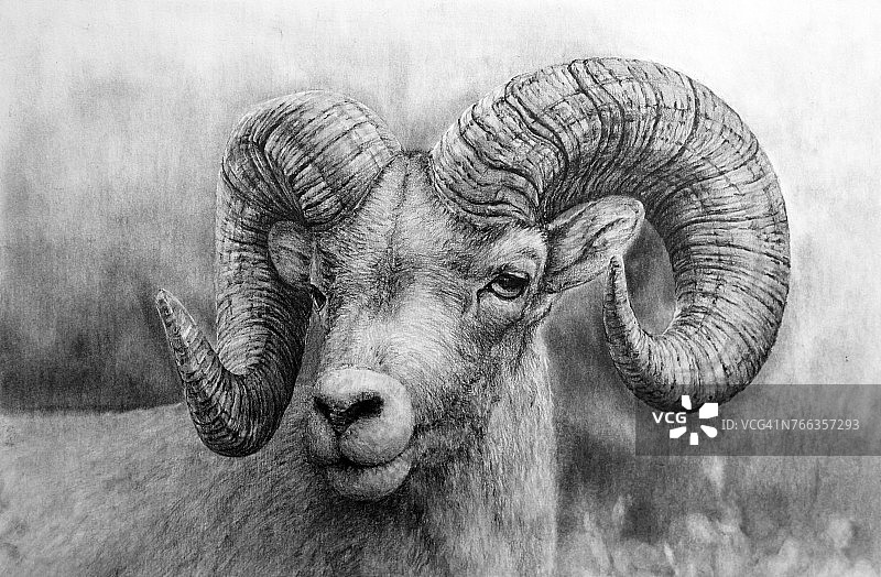 山羊铅笔画图片素材