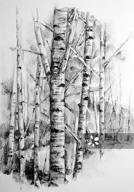 白桦树铅笔画图片素材