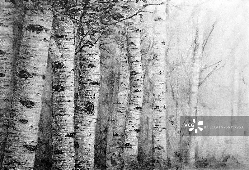 白桦树铅笔画图片素材