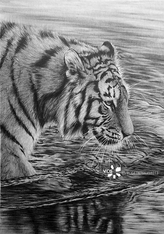 老虎铅笔画图片素材