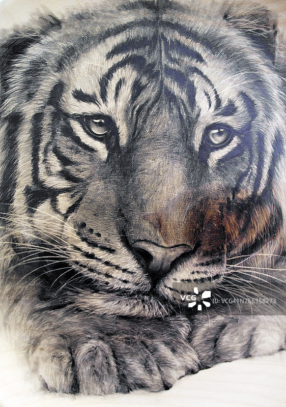 老虎铅笔画图片素材
