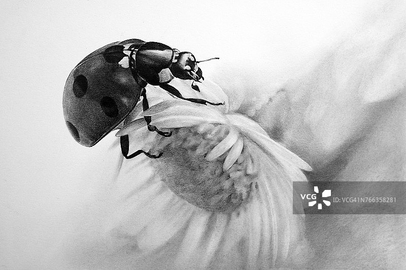 瓢虫铅笔画图片素材
