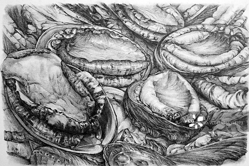 鲍鱼铅笔画图片素材