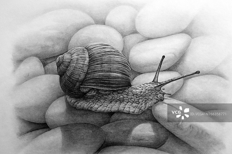 蜗牛铅笔画图片素材
