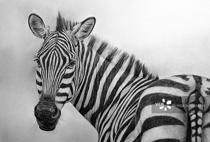 斑马铅笔画图片素材