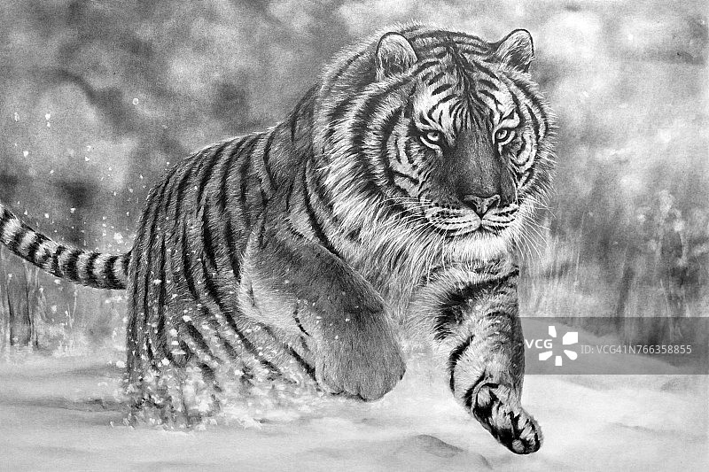 老虎铅笔画图片素材