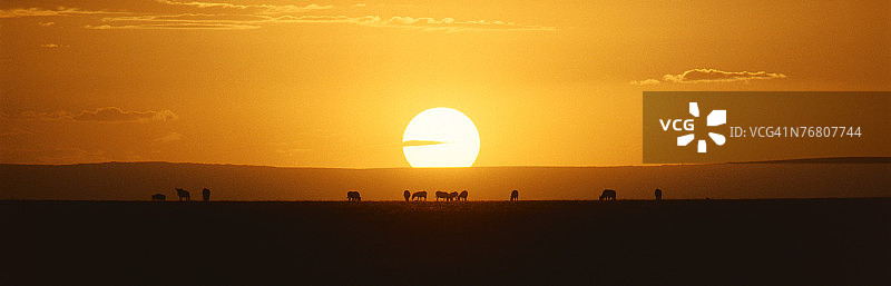 日落时分的动物大篷车图片素材