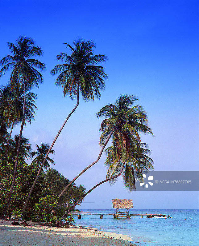 多巴哥鸽子角图片素材