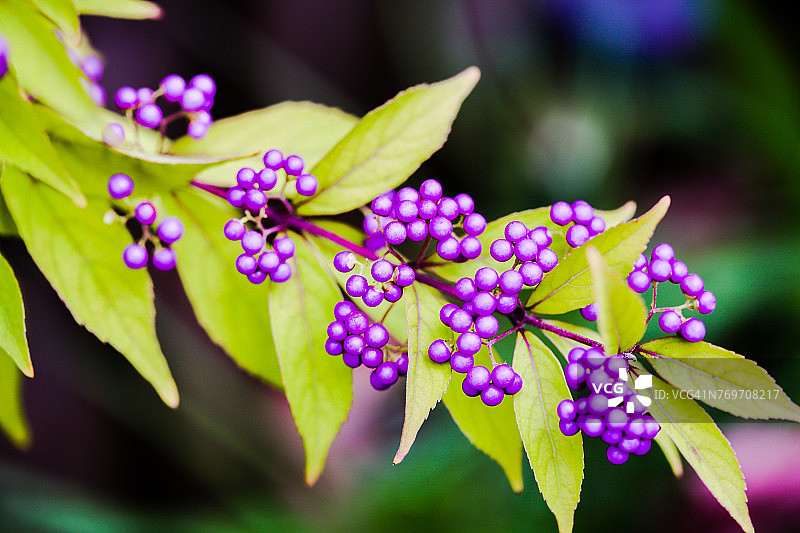 秋天的花园图片素材