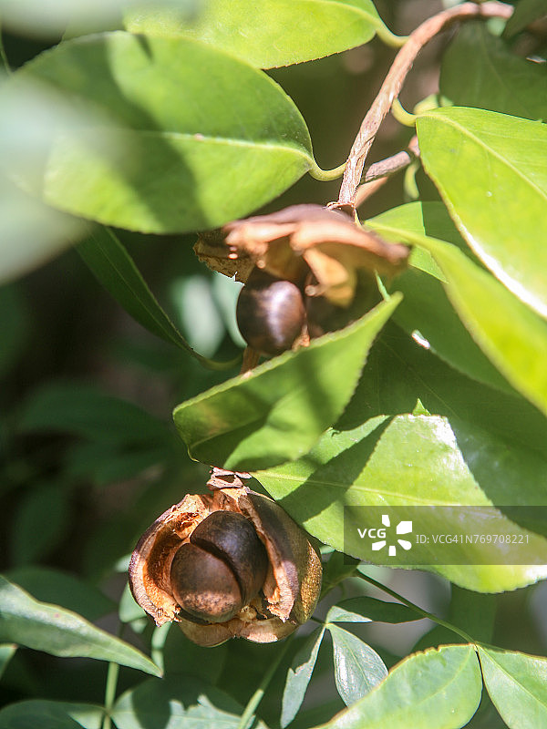 秋天的花园图片素材