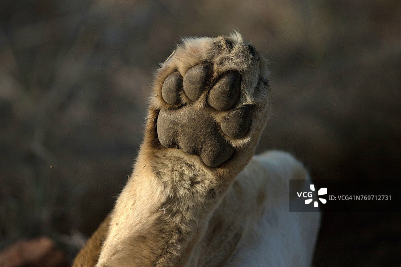 克鲁格国家公园：母狮（Panthera leo），南非图片素材