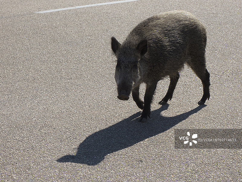 野猪在路上俯视图片素材