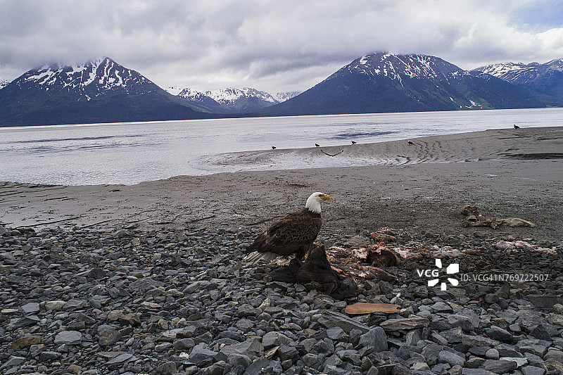 白头海雕栖息在动物尸体上，背景是天空，美国阿拉斯加州安克雷奇图片素材