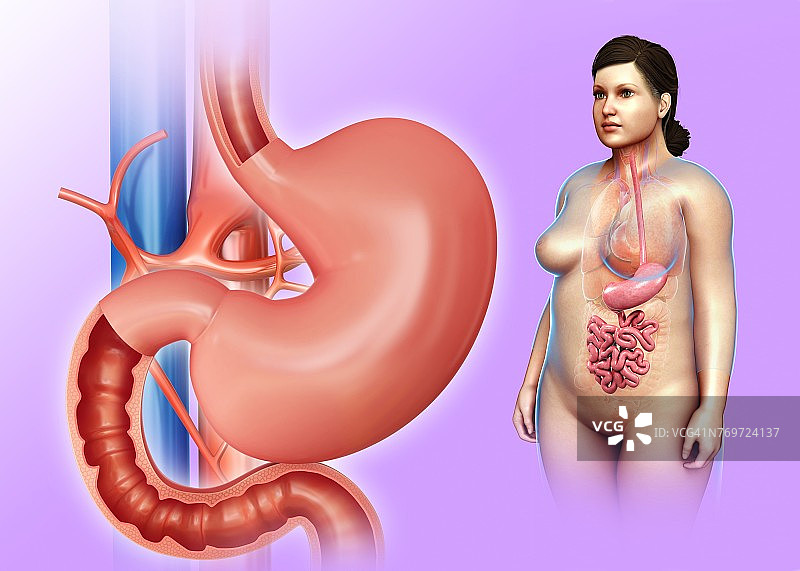 女性胃和十二指肠插图图片素材