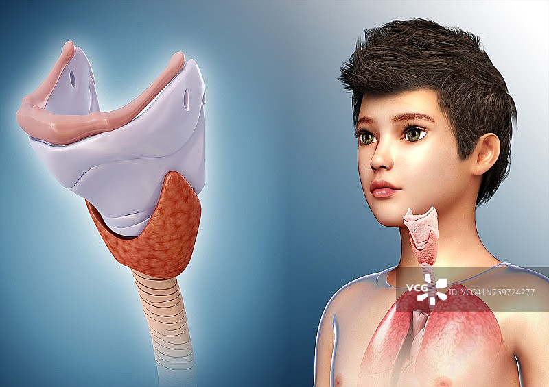 孩子的甲状软骨，图示图片素材