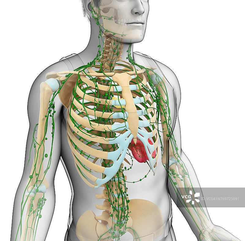 男性骨骼和淋巴系统图图片素材