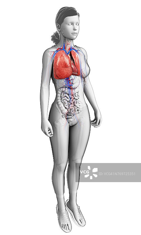 女性心肺系统插图图片素材