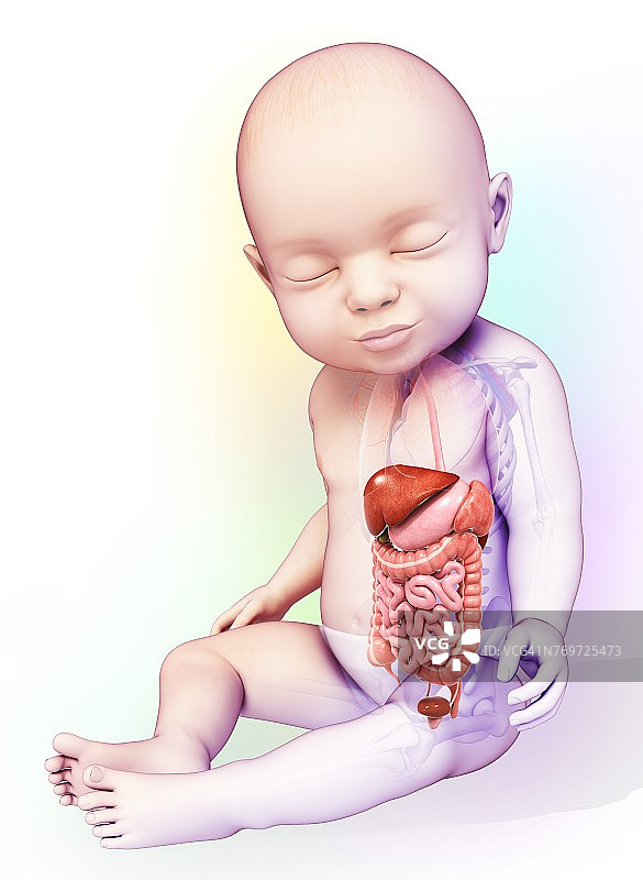 婴儿的消化系统图示图片素材