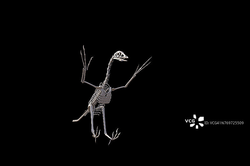 始祖鸟骨骼插图图片素材