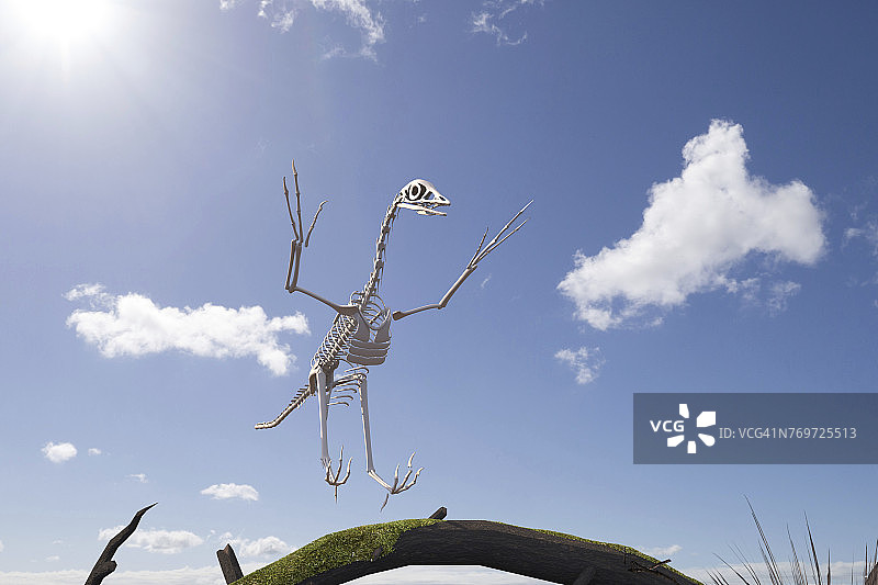 始祖鸟骨骼插图图片素材