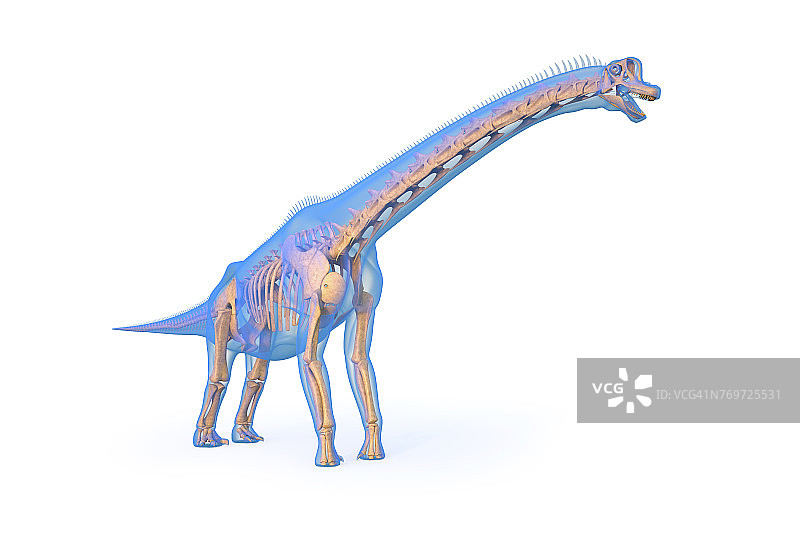 腕龙骨骼插图图片素材