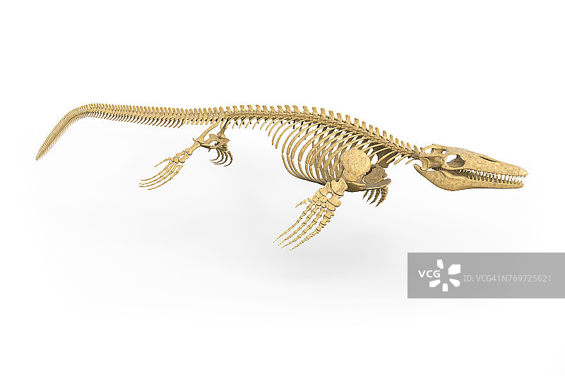 沧龙骨骼插图图片素材