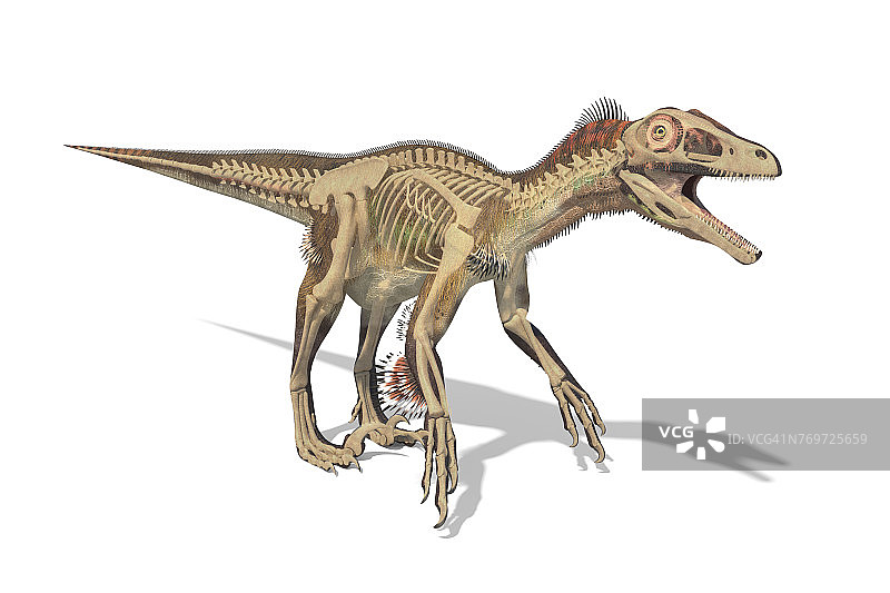 犹他盗龙恐龙骨骼插图图片素材
