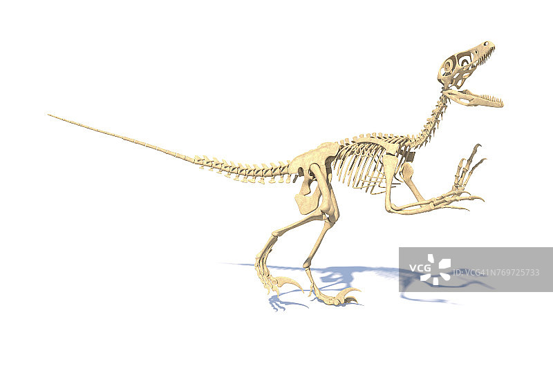 犹他盗龙恐龙骨骼插图图片素材