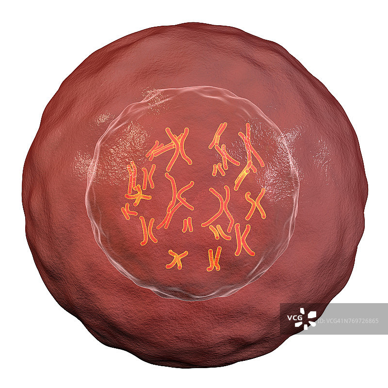 带染色体的人体细胞插图图片素材